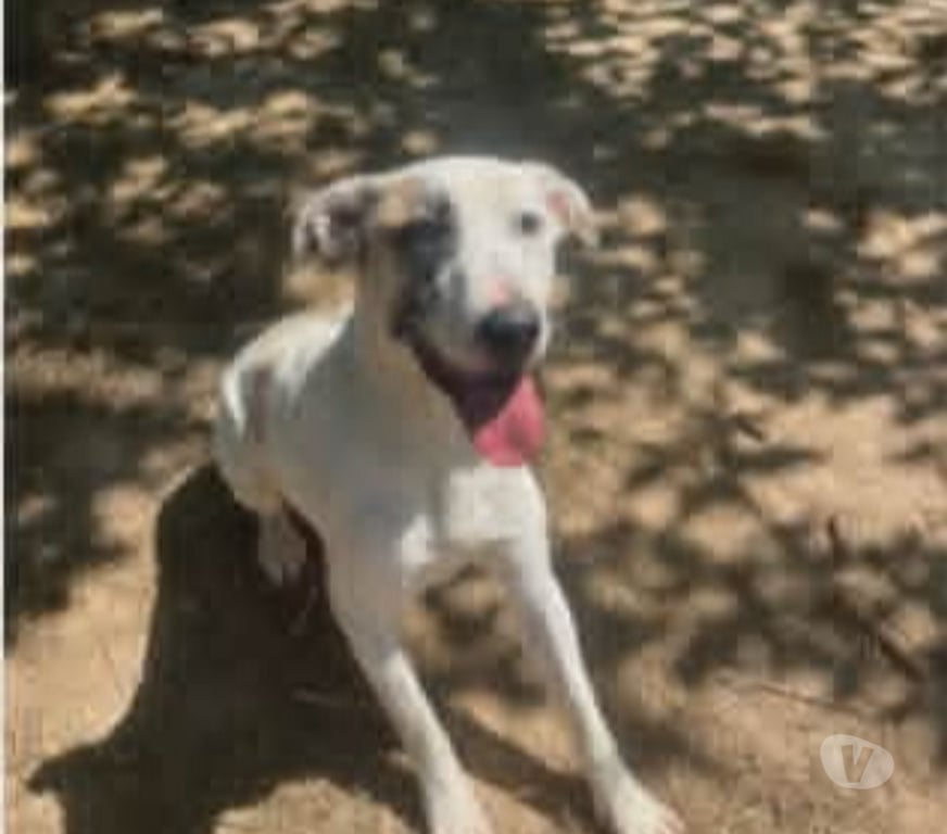 Don animaux Bouches-du-Rhône Marseille - Photos Vivastreet Chien PEPITO à l adoption