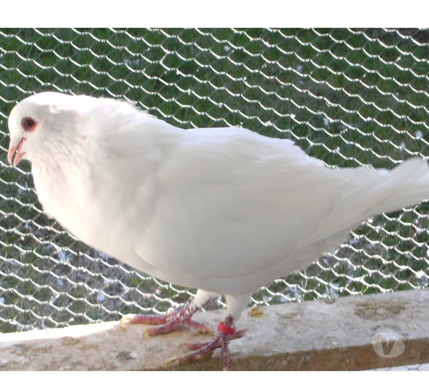 Vente Seine-et-Marne Bagneaux sur Loing - 77167 - Photos Vivastreet Pigeons reproducteurs hubbell blanc