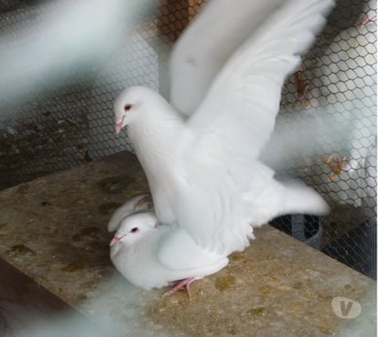 Vente animaux Bagneaux sur Loing Seine-et-Marne - Photos Vivastreet Pigeons reproducteurs hubbell blanc