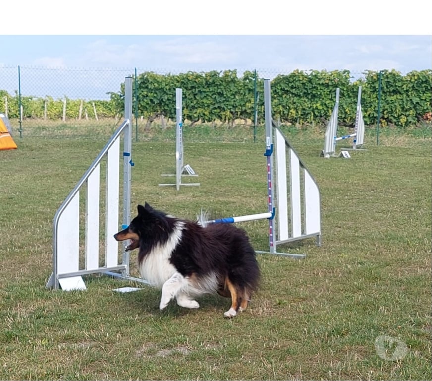 Services, accessoires animaux Charente Angouleme - 16000 - Photos Vivastreet recherche saillies shetlands