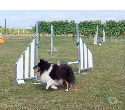 Services, accessoires animaux Angouleme Charente - Photos Vivastreet recherche saillies shetlands