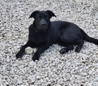 Chien SAM à l adoption