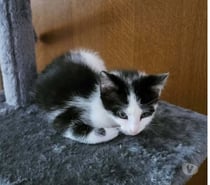 Photos Vivastreet Chat TIGROU à l adoption