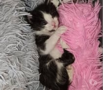 Photos Vivastreet Chat BOUBOU à la réservation