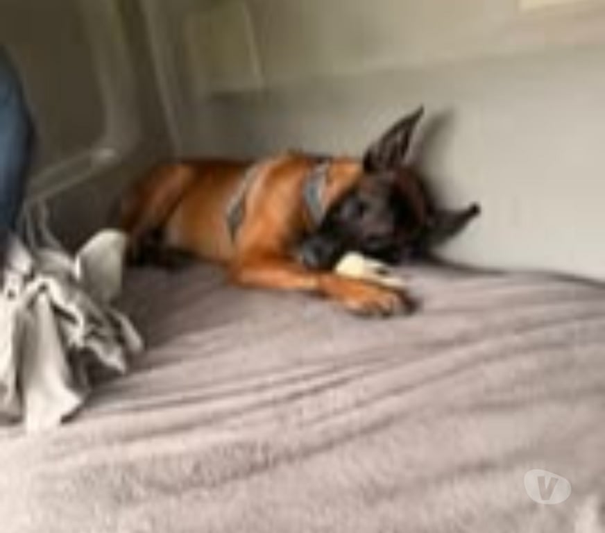 Don animaux Drôme St Barthelemy de Vals - 26240 - Photos Vivastreet Chien THOR à l adoption