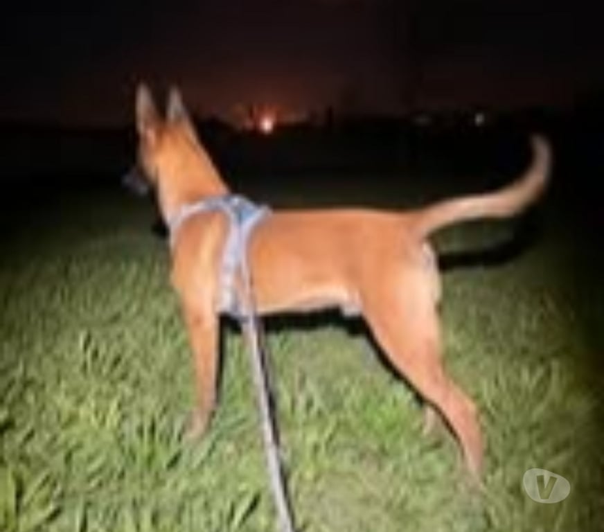 Don animaux Drôme St Barthelemy de Vals - 26240 - Photos Vivastreet Chien THOR à l adoption