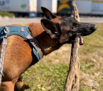 Photos Vivastreet Chien THOR à l adoption
