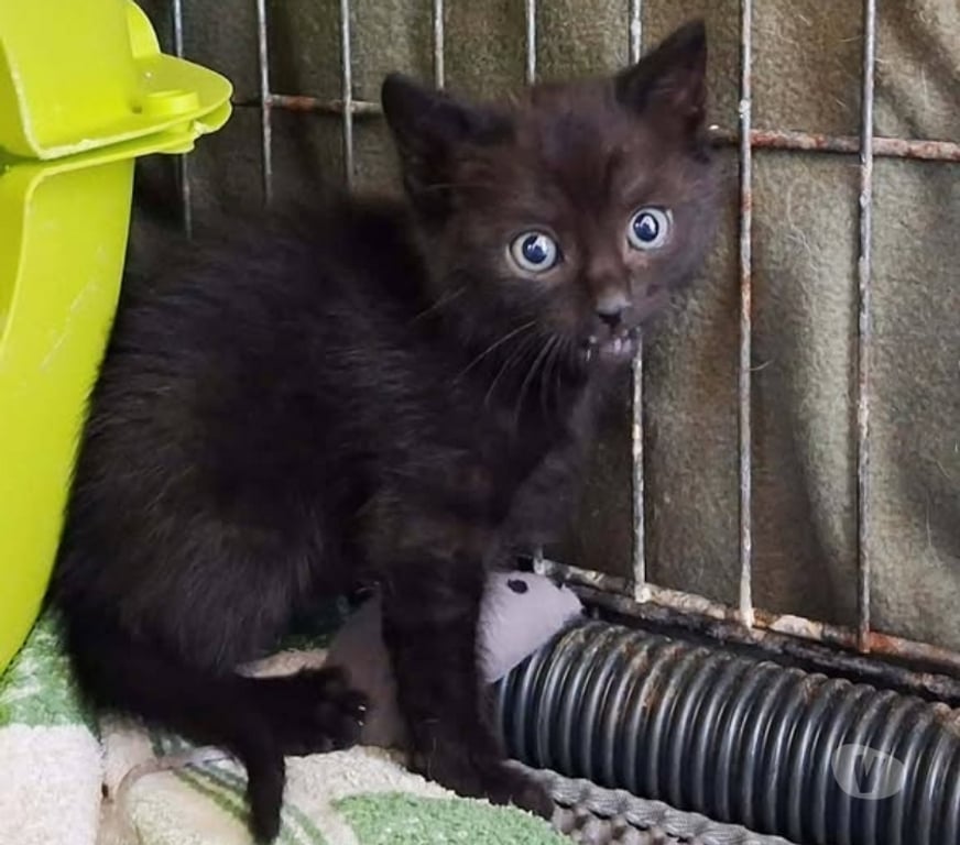 Don animaux Ardèche St Etienne de Fontbellon - 07200 - Photos Vivastreet Chat FIGARO à la réservation