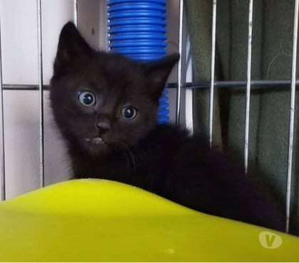 Adoption animaux St Etienne de Fontbellon Ardèche - Photos Vivastreet Chat FIGARO à la réservation