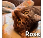 ROSE, minette calme et attachante