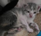 Chat BELLA à la réservation