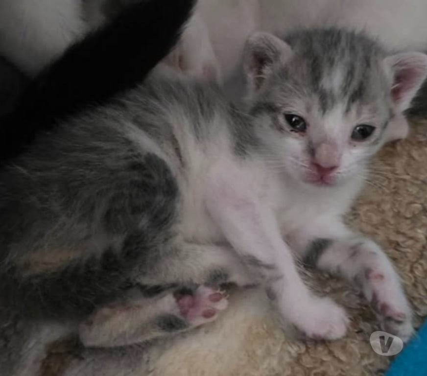 Don animaux Isère St Clair du Rhone - 38370 - Photos Vivastreet Chat BELLA à la réservation