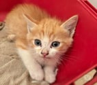 Chat BANJO à la réservation