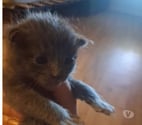Chat PELUCHE à la réservation