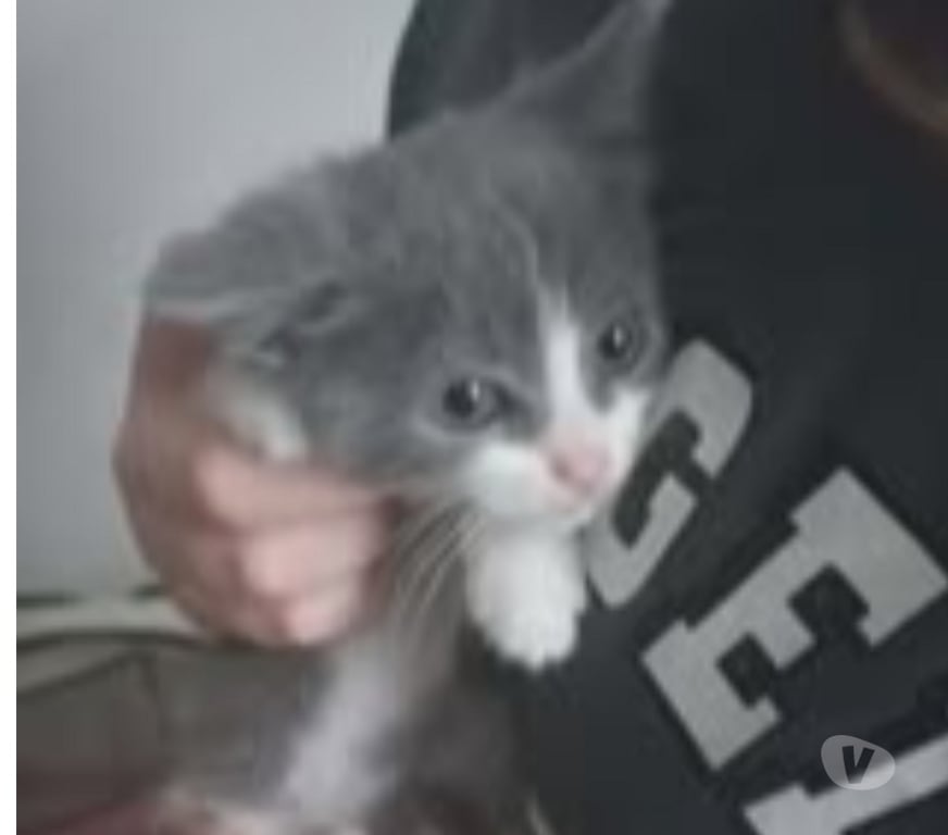 Don animaux Drôme Chateauneuf de Galaure - 26330 - Photos Vivastreet Chat PHILOU à l adoption