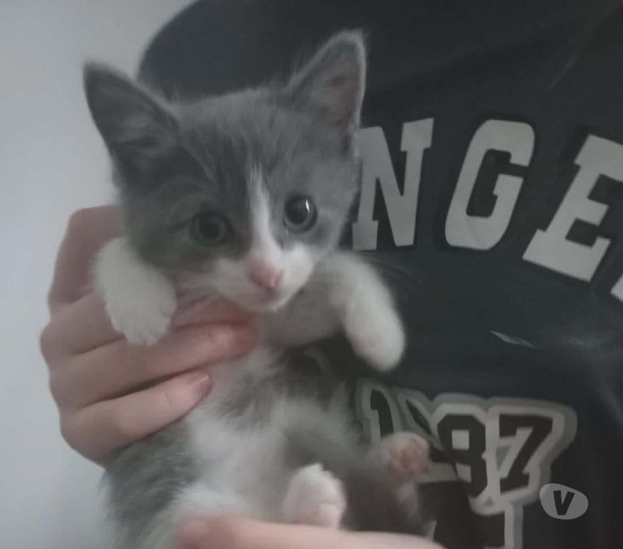 Don animaux Drôme Chateauneuf de Galaure - 26330 - Photos Vivastreet Chat PHILOU à l adoption
