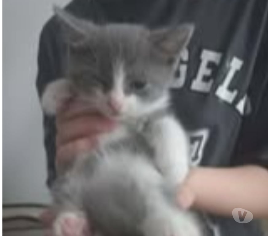 Don animaux Drôme Chateauneuf de Galaure - 26330 - Photos Vivastreet Chat PHILOU à l adoption