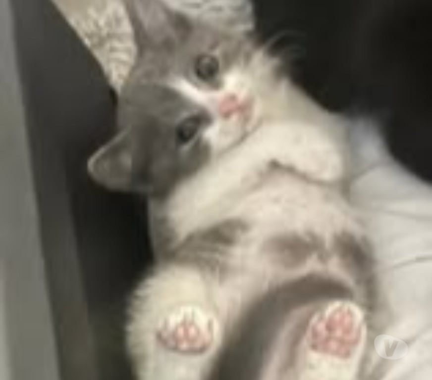 Don animaux Drôme Chateauneuf de Galaure - 26330 - Photos Vivastreet Chat PHILOU à l adoption