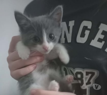 Don animaux Chateauneuf de Galaure Drôme - Photos Vivastreet Chat PHILOU à l adoption