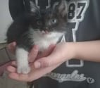 Chat PISTACHE à l adoption