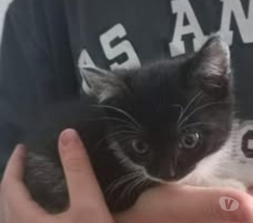 Don animaux Drôme Chateauneuf de Galaure - 26330 - Photos Vivastreet Chat PISTACHE à l adoption