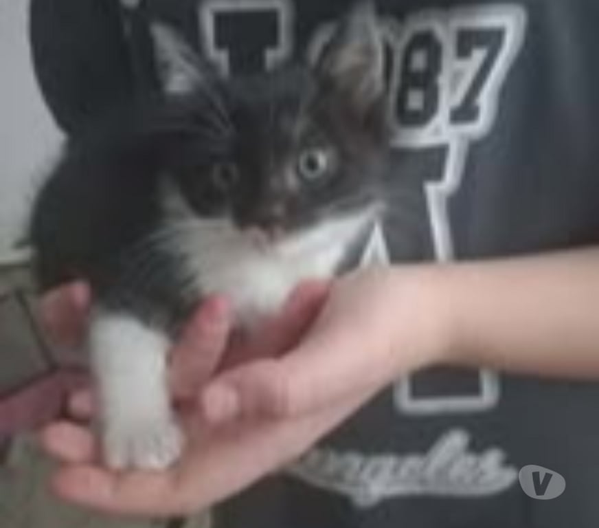 Don animaux Drôme Chateauneuf de Galaure - 26330 - Photos Vivastreet Chat PISTACHE à l adoption