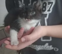 Photos Vivastreet Chat PISTACHE à l adoption