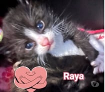 Photos Vivastreet Chat RAYA à la réseravtion