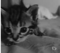 Photos Vivastreet Chat FIGARO à la réservation
