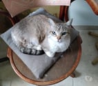 Chat LOLY à l adoption
