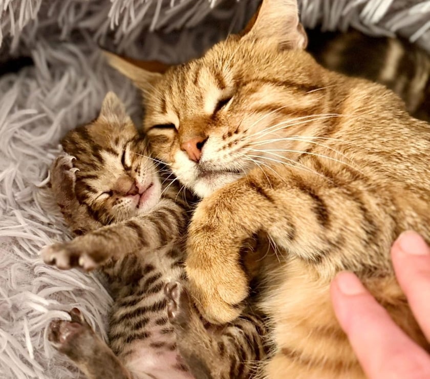 Don animaux Pierrelatte Drôme - Photos Vivastreet Chat HESTIA à l adoption