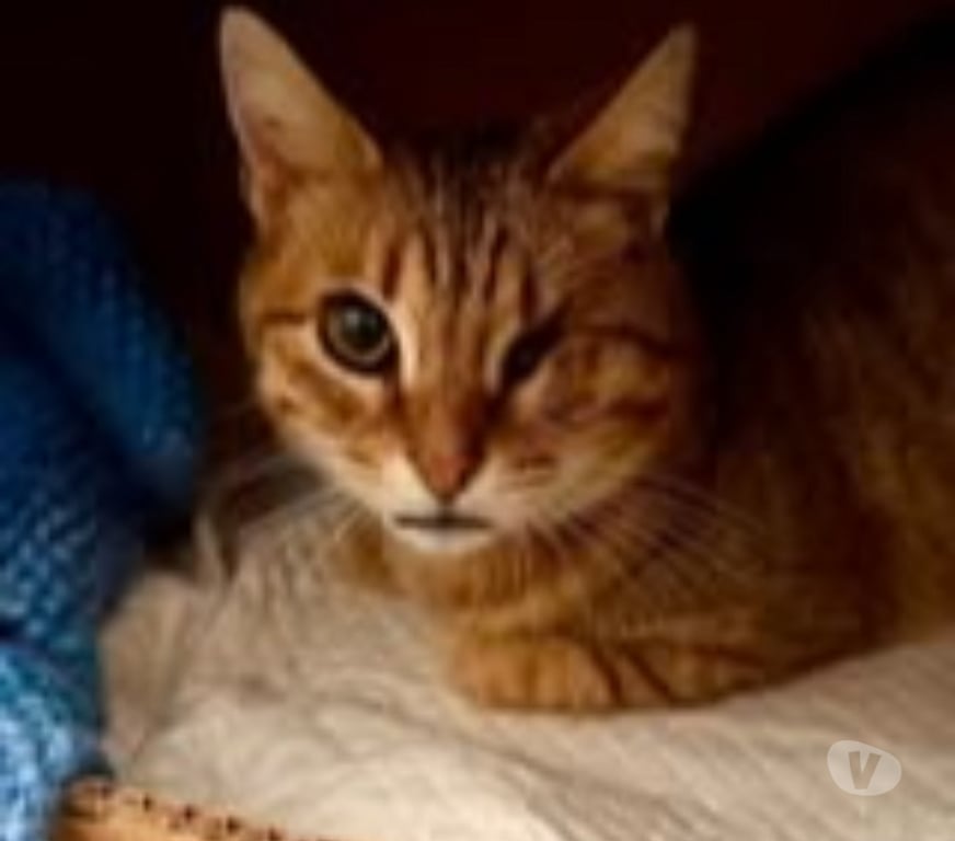 Don animaux Drôme Pierrelatte - 26700 - Photos Vivastreet Chat HESTIA à l adoption