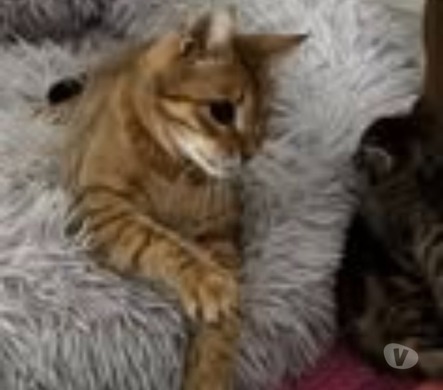 Don animaux Drôme Pierrelatte - 26700 - Photos Vivastreet Chat HESTIA à l adoption