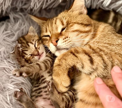 Don animaux Pierrelatte Drôme - Photos Vivastreet Chat HESTIA à l adoption