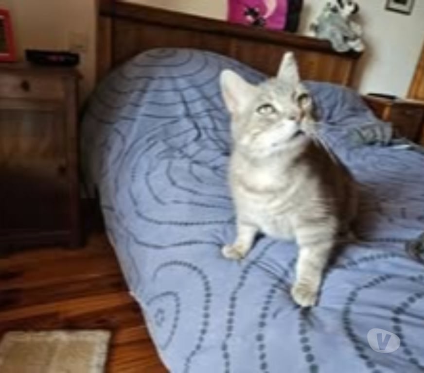 Don animaux Drôme Le Grand Serre - 26530 - Photos Vivastreet Chat SOLEIO à l adoption