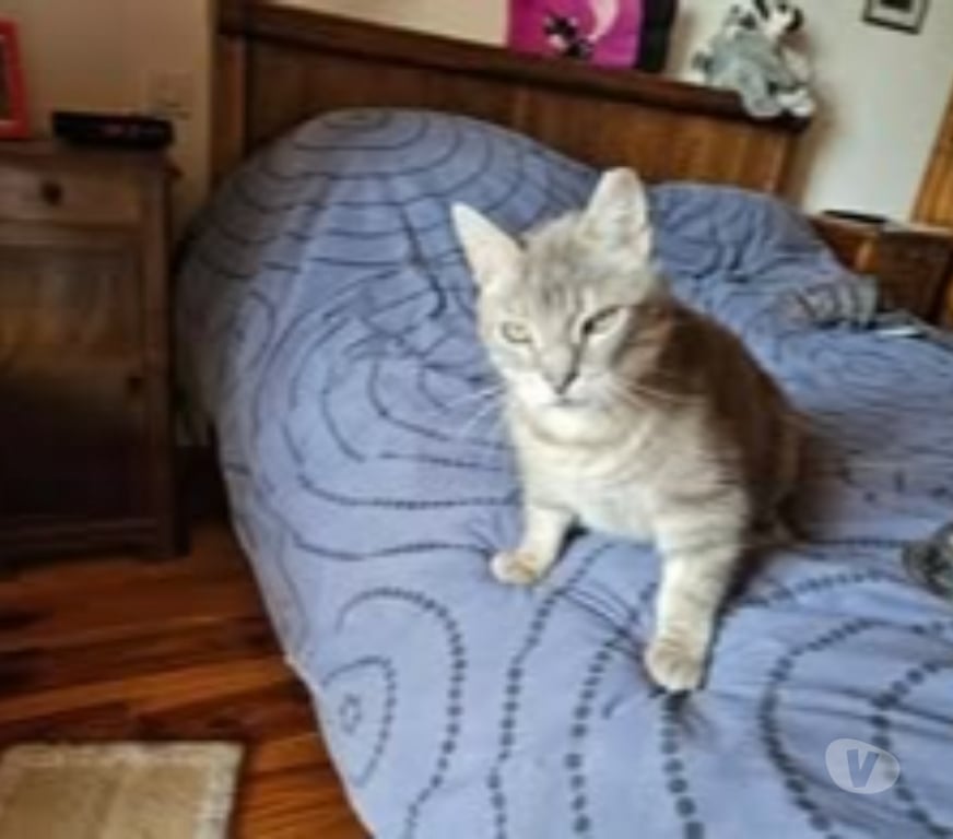 Don animaux Drôme Le Grand Serre - 26530 - Photos Vivastreet Chat SOLEIO à l adoption