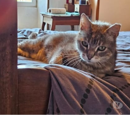 Adoption animaux Le Grand Serre Drôme - Photos Vivastreet Chat SOLEIO à l adoption