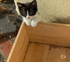 Vauce - Couesmes Vauce — Adorables Chatons a Adopter