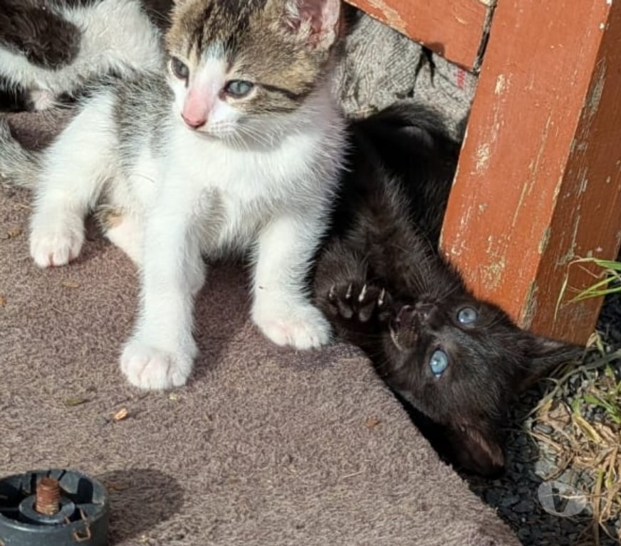 Don animaux Mayenne Couesmes Vauce - Photos Vivastreet Adorables Chatons a Adopter