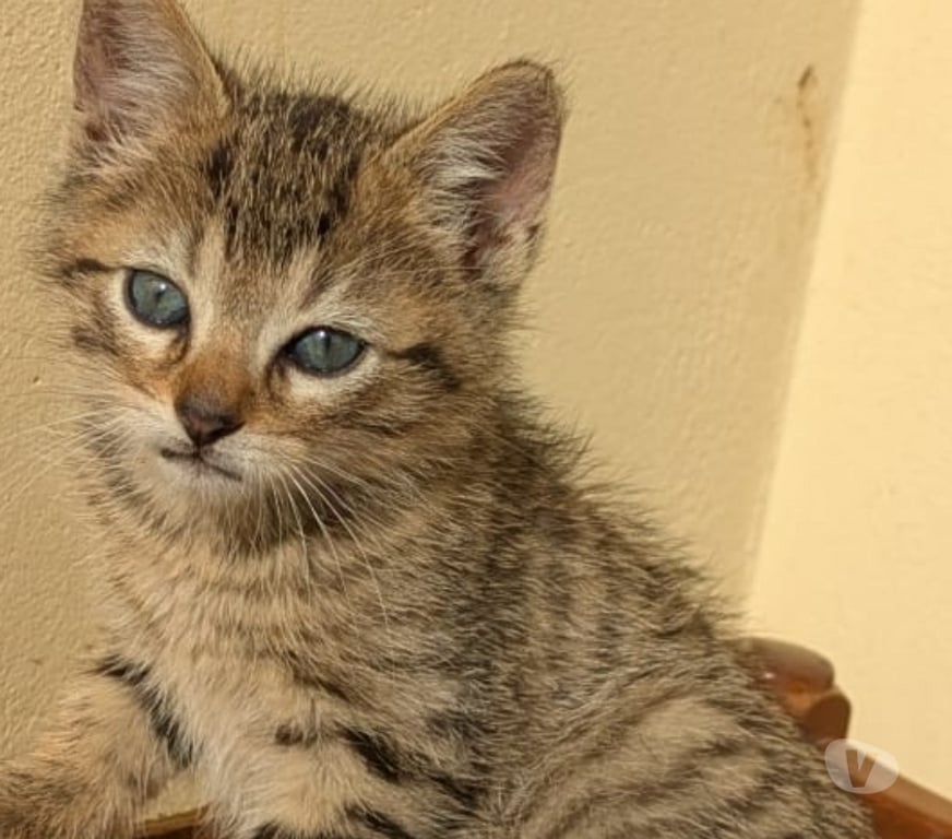 Don animaux Mayenne Couesmes Vauce - Photos Vivastreet Adorables Chatons a Adopter