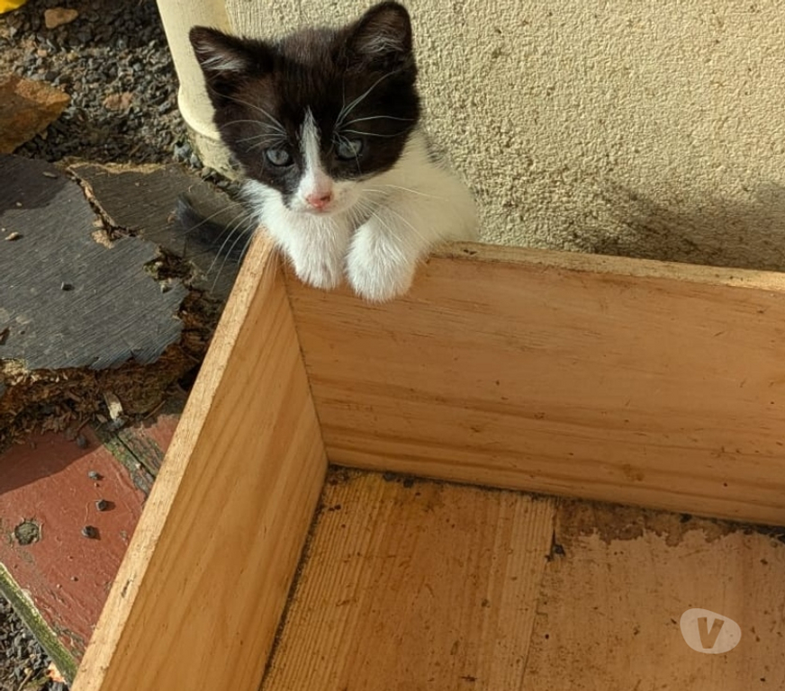 Don animaux Mayenne Couesmes Vauce - Photos Vivastreet Adorables Chatons a Adopter