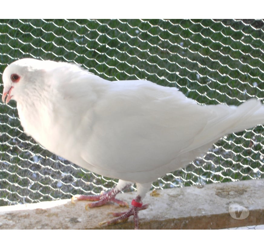 Vente Seine-et-Marne Bagneaux sur Loing - 77167 - Photos Vivastreet Pigeons de chair