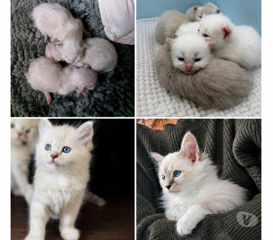 Services, accessoires animaux Val-d'Oise Beaumont sur Oise - 95260 - Photos Vivastreet SAILLIE Ragdoll LOOF