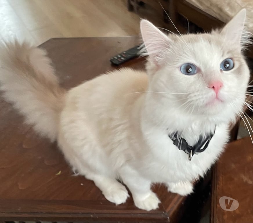 Services, accessoires animaux Val-d'Oise Beaumont sur Oise - 95260 - Photos Vivastreet SAILLIE Ragdoll LOOF