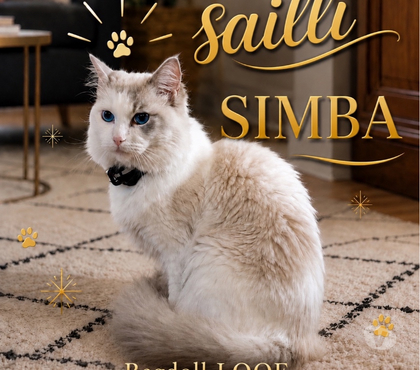 Services, accessoires animaux Beaumont sur Oise Val-d'Oise - Photos Vivastreet SAILLIE Ragdoll LOOF