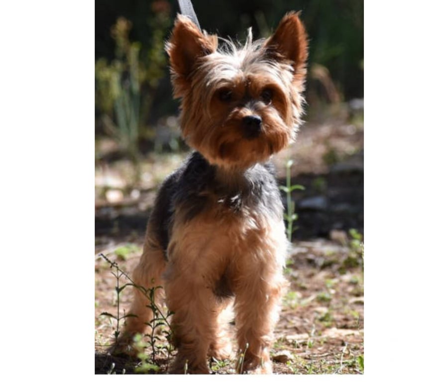 Don animaux Var Toulon - Photos Vivastreet PITCH York Femelle (Non Lof ) 7ans cherche famille VAR