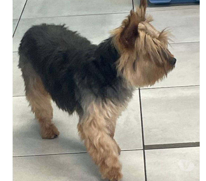 Don animaux Var Toulon - Photos Vivastreet PITCH York Femelle (Non Lof ) 7ans cherche famille VAR
