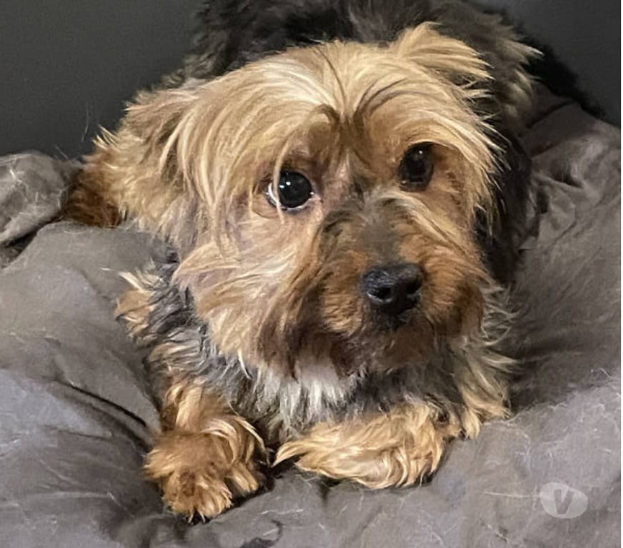 Don animaux Var Toulon - Photos Vivastreet PITCH York Femelle (Non Lof ) 7ans cherche famille VAR