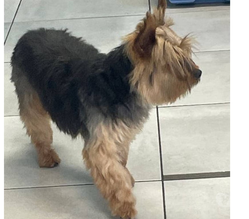 Don animaux Var Toulon - Photos Vivastreet PITCH York Femelle (Non Lof ) 7ans cherche famille VAR
