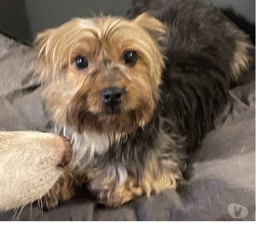 Don animaux Var Toulon - Photos Vivastreet PITCH York Femelle (Non Lof ) 7ans cherche famille VAR